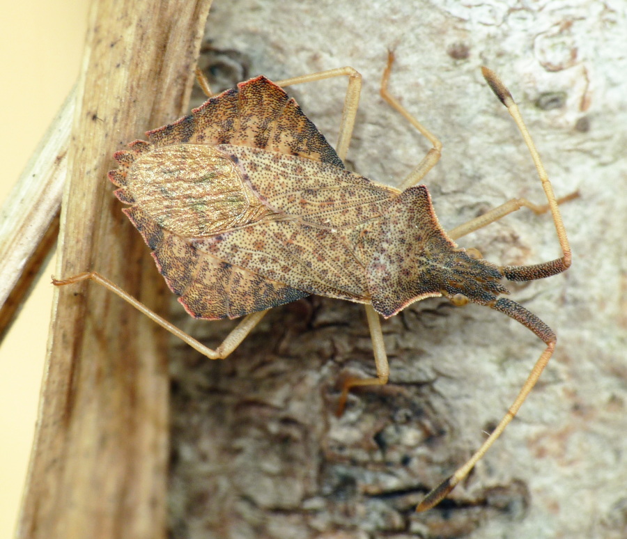 Coreidae: Syromastus rhombeus di Livorno